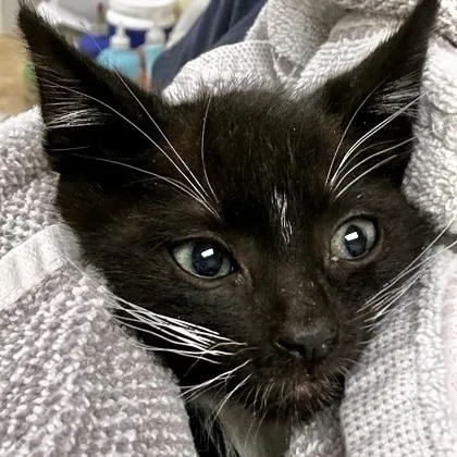 A baby small-sized male Domestic Short Hair cat named Guac for adoption in Burlington, WA