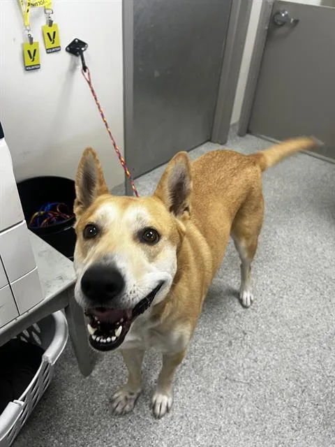 An adult large-sized male Carolina Dog dog named Happy for adoption in Pasadena, TX