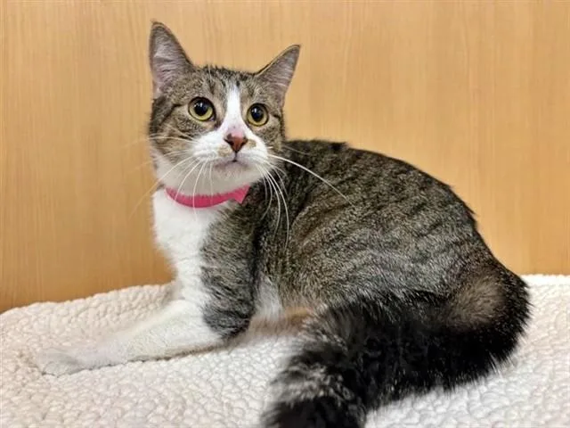 An adult small-sized female Domestic Short Hair cat named Xena for adoption in Saint Louis, MO