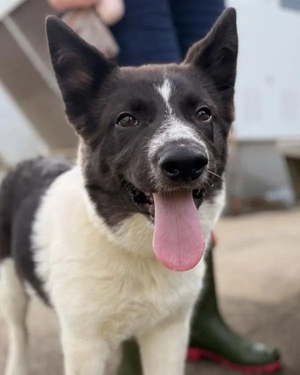 A young medium-sized female Border Collie dog named Rogue for adoption in Canton, GA