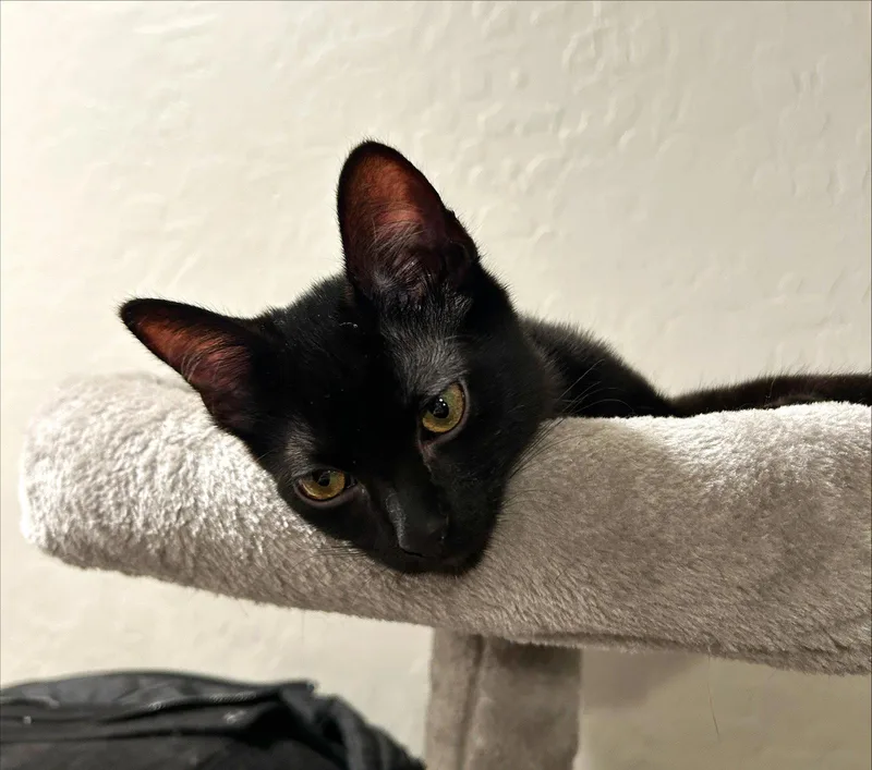 A baby small-sized male Black Domestic Short Hair cat named Rocky for adoption in Phoenix, AZ