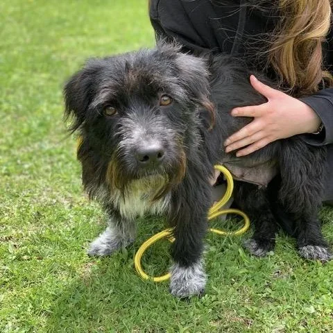 An adult medium-sized female Schnauzer dog named Molley for adoption in Sparta, NJ