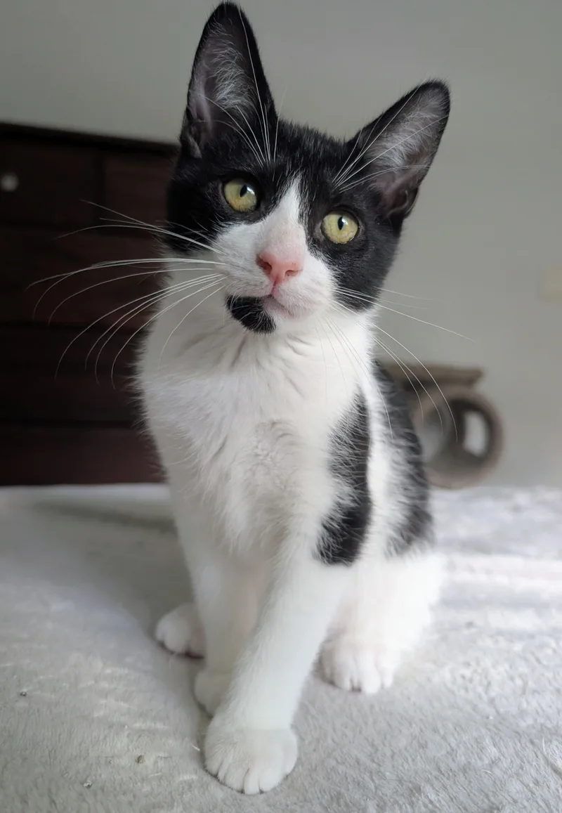 A baby medium-sized male Black & White / Tuxedo Domestic Short Hair cat named Fitzpatrick for adoption in Palm Harbor, FL