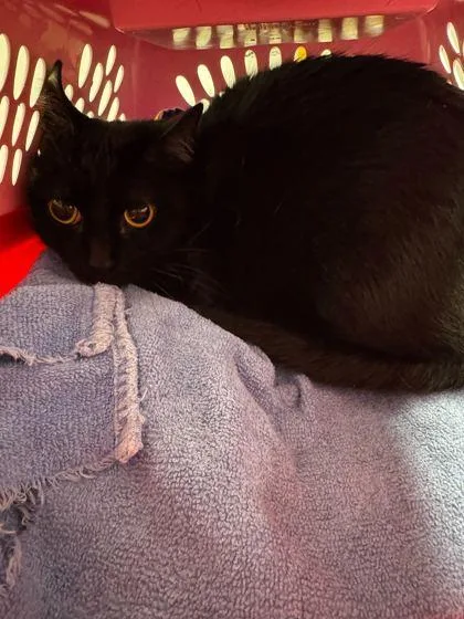 An adult large-sized female Domestic Short Hair cat named Spookee for adoption in Sevierville, TN