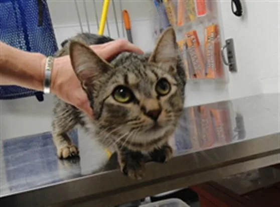 A young large-sized female Domestic Short Hair cat named Munchie for adoption in Albuquerque, NM