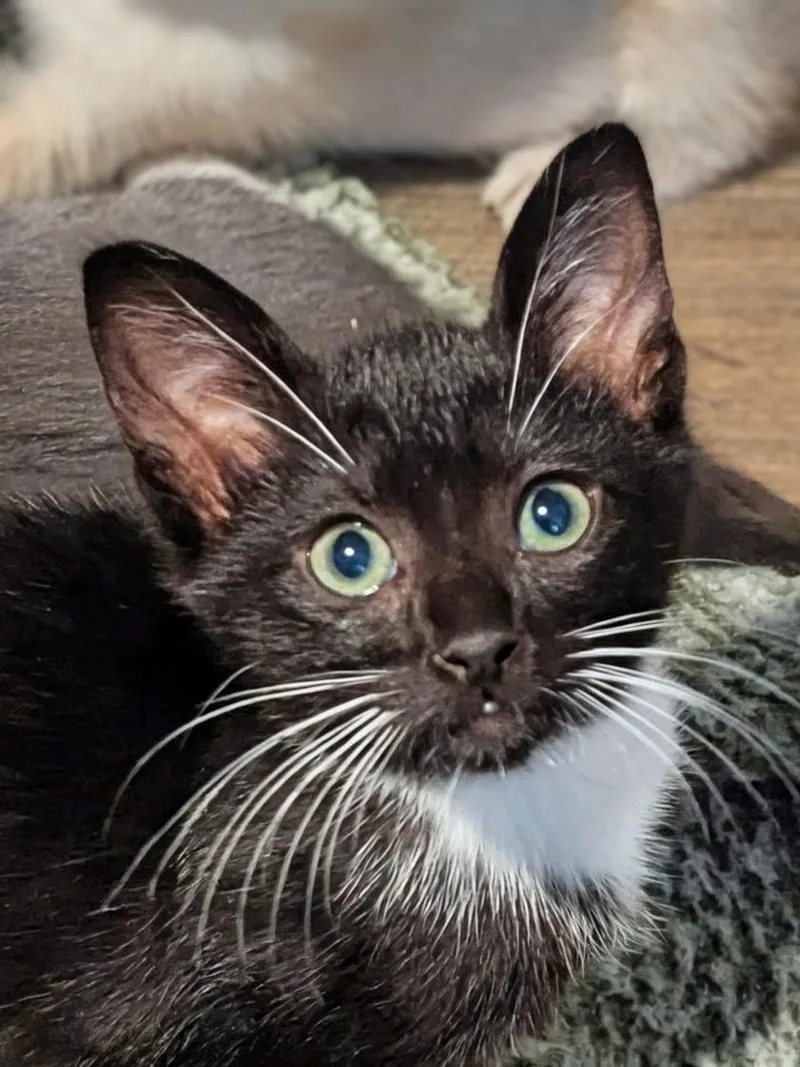A baby medium-sized female Black & White / Tuxedo Tuxedo cat named Olivia for adoption in Oakley, CA
