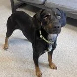 An adult medium-sized male Tricolor (Brown, Black, & White) Mixed Breed dog named Moses for adoption in Lansing, MI