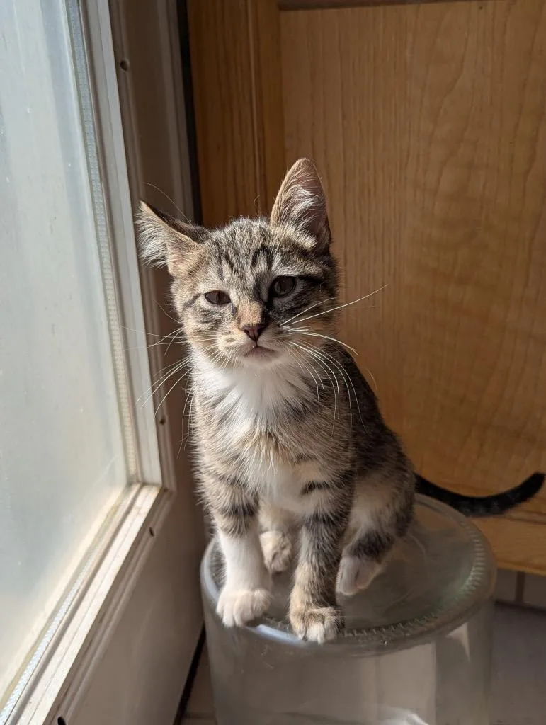 A baby small-sized female Domestic Short Hair cat named Melody for adoption in Ogden, UT