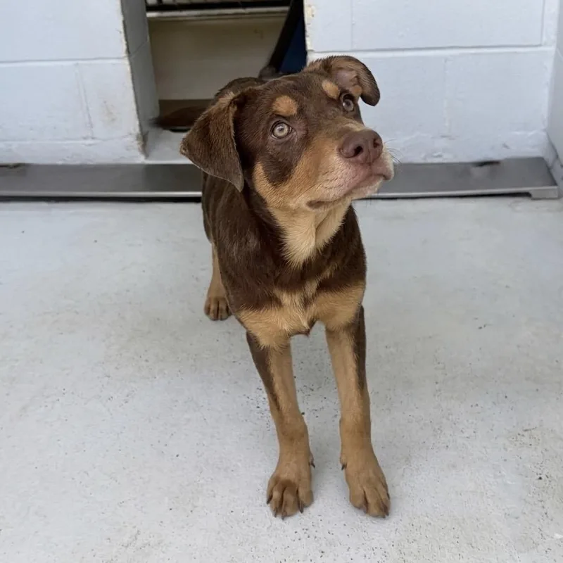 A baby medium-sized female Brown / Chocolate Black Mouth Cur dog named Florence for adoption in Bastrop, TX
