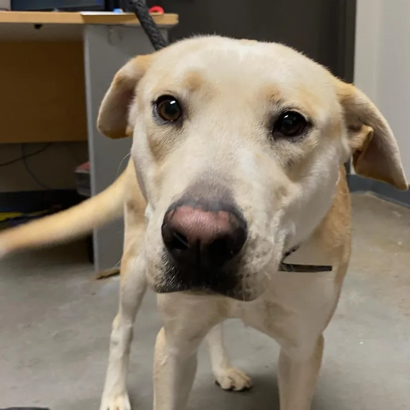 A senior medium-sized male Yellow / Tan / Blond / Fawn Labrador Retriever dog named Max for adoption in Yuma, AZ