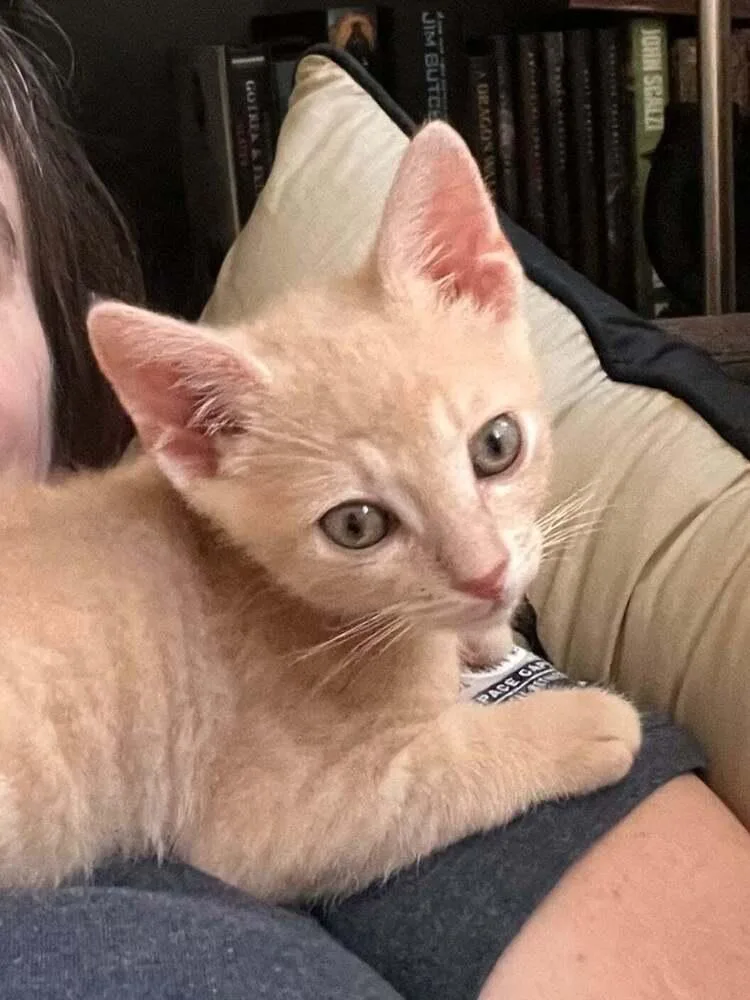 A baby small-sized male Domestic Short Hair cat named Nugget for adoption in tucson, AZ