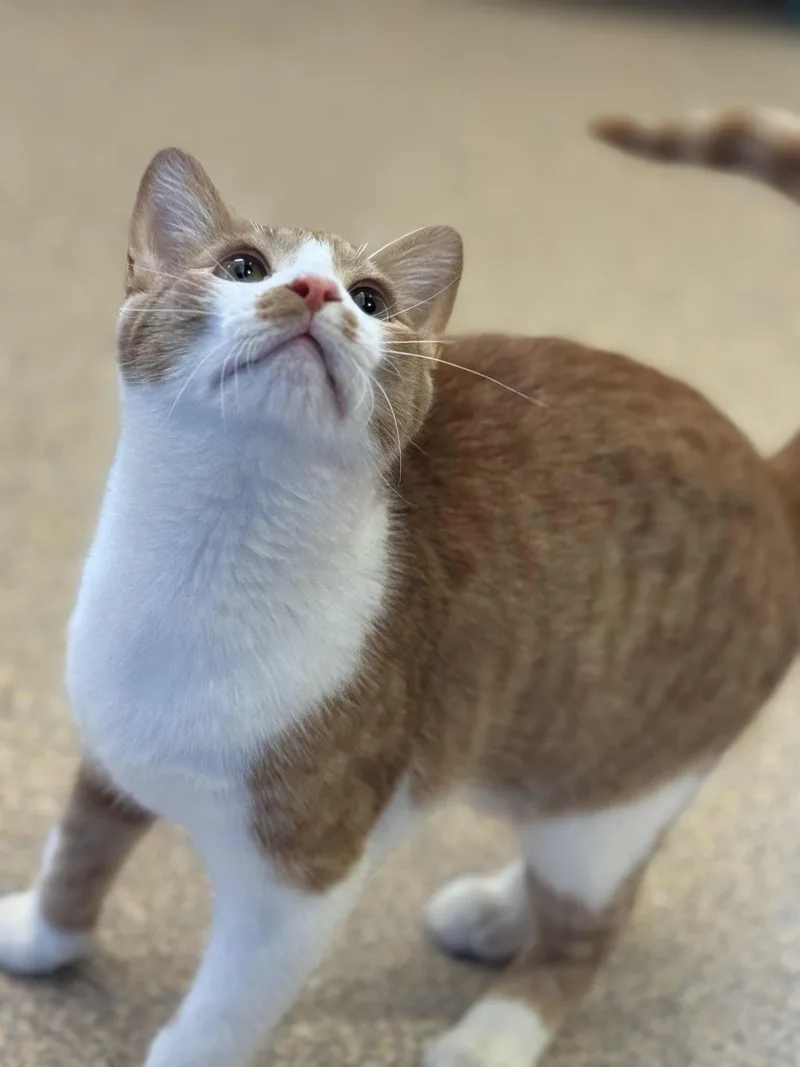 Kane And Falcon thumbnail 2