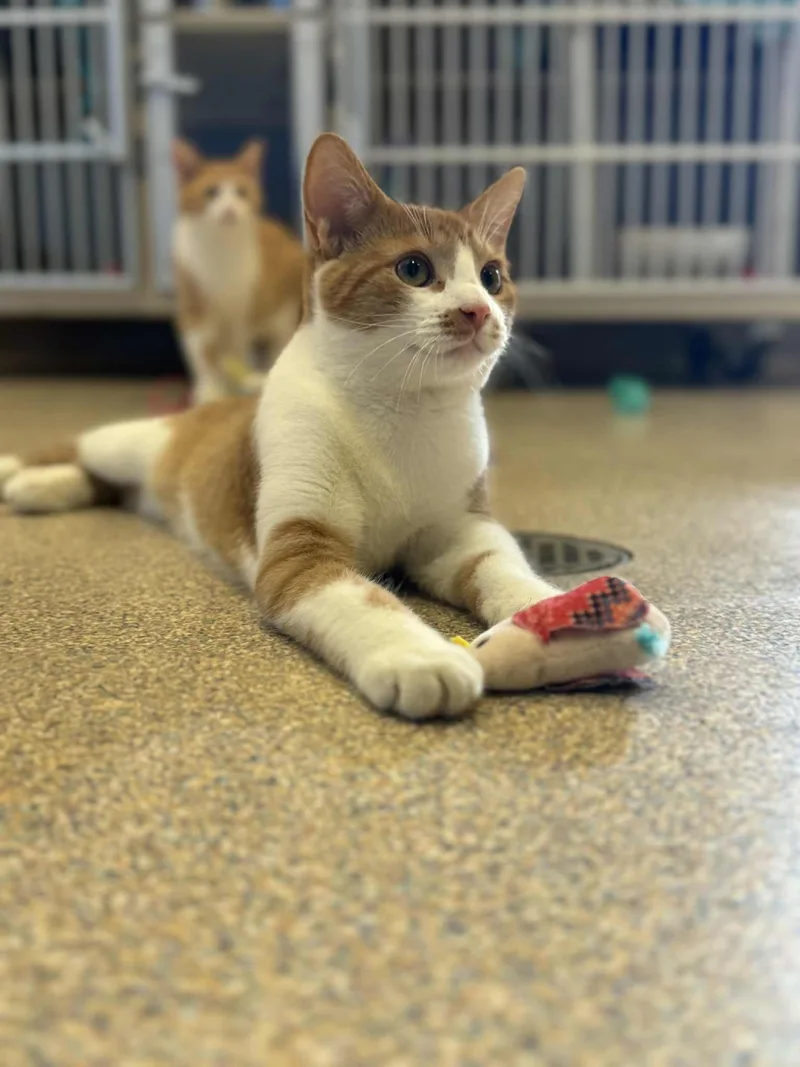 Kane And Falcon thumbnail 3