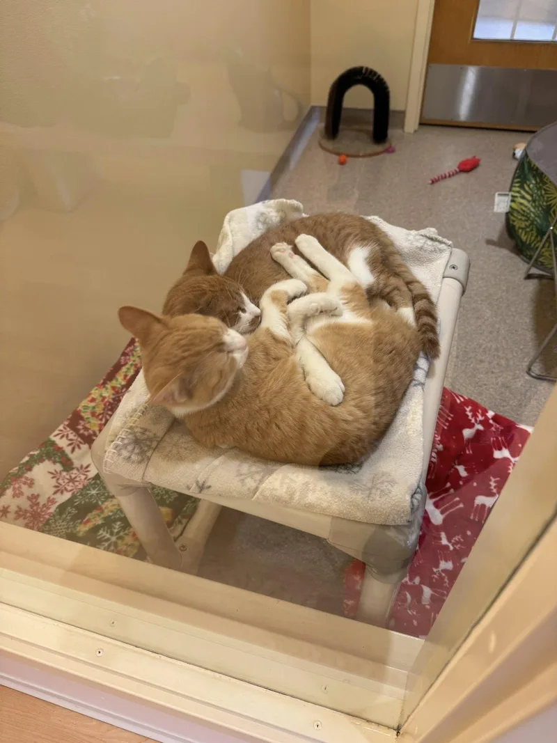 Kane And Falcon thumbnail 4