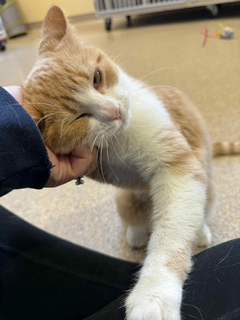 Kane And Falcon thumbnail 5