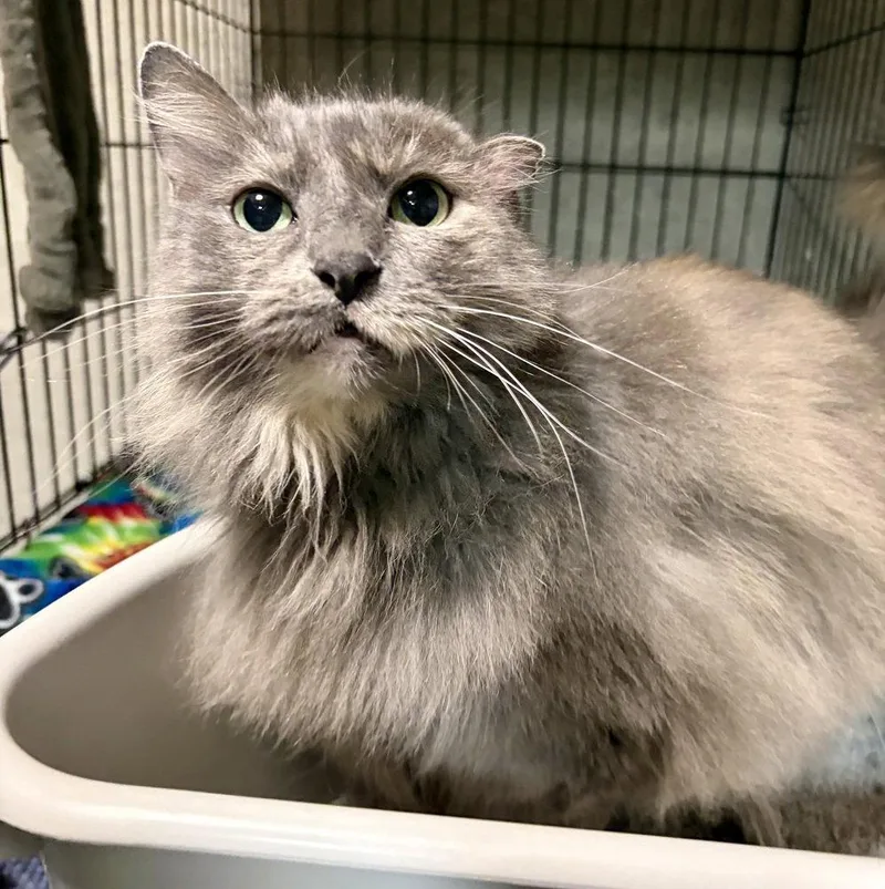 A senior large-sized female Gray / Blue / Silver Domestic Long Hair cat named Saara for adoption in O'Fallon, MO
