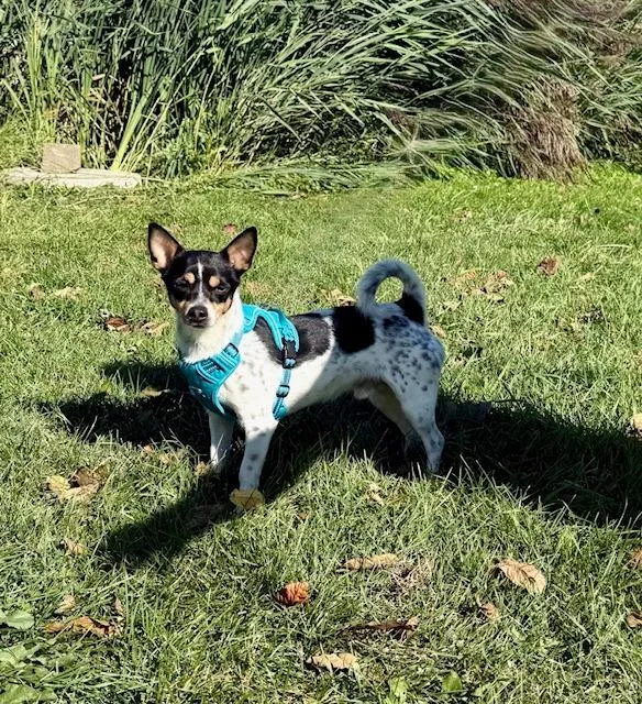 Kiko  Kody thumbnail 2