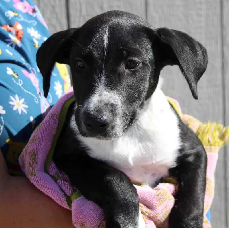 A baby medium-sized female Cattle Dog dog named Twinkie for adoption in Vacaville, CA