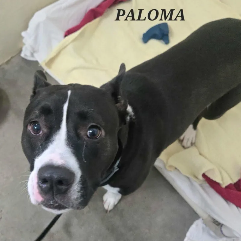 Paloma thumbnail 3