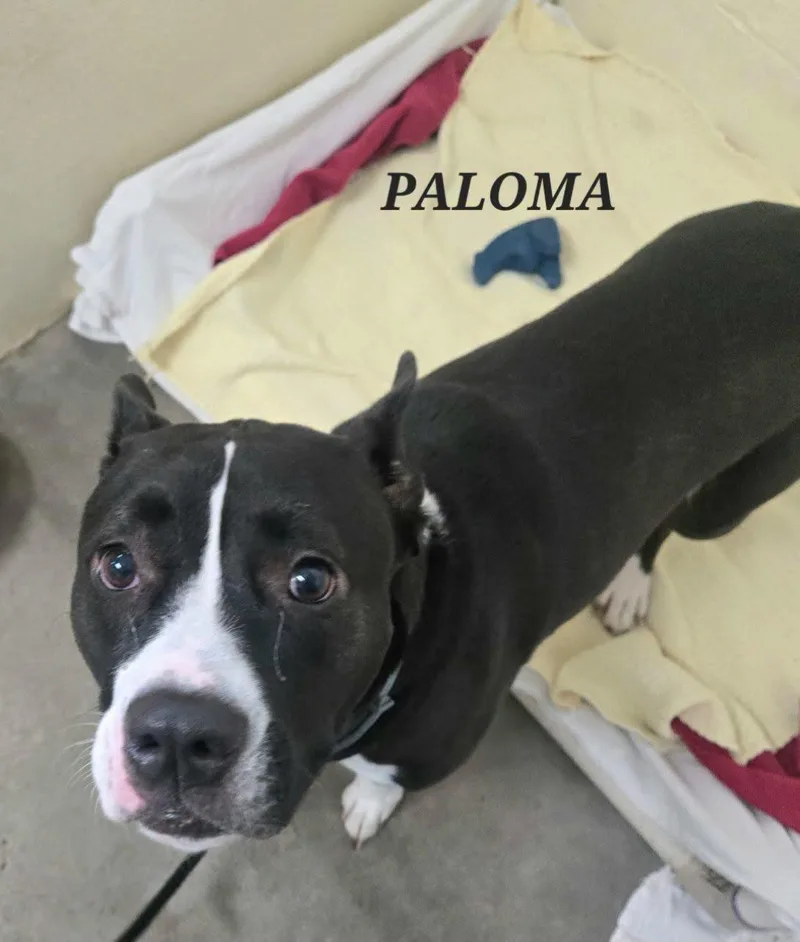 Paloma thumbnail 6