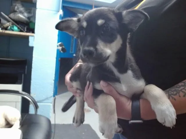 A baby small-sized female Husky dog named Snowball for adoption in Albuquerque, NM
