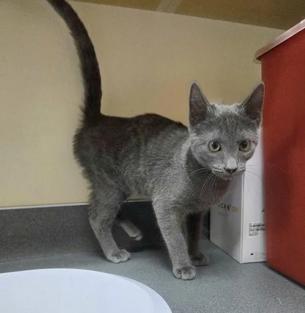 A baby medium-sized female Domestic Short Hair cat named Kimberly for adoption in Kennewick, WA