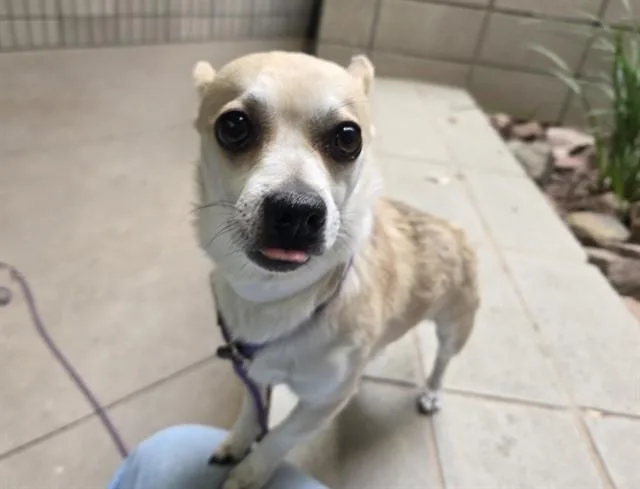 An adult small-sized male Chihuahua dog named Frank for adoption in Mesa, AZ