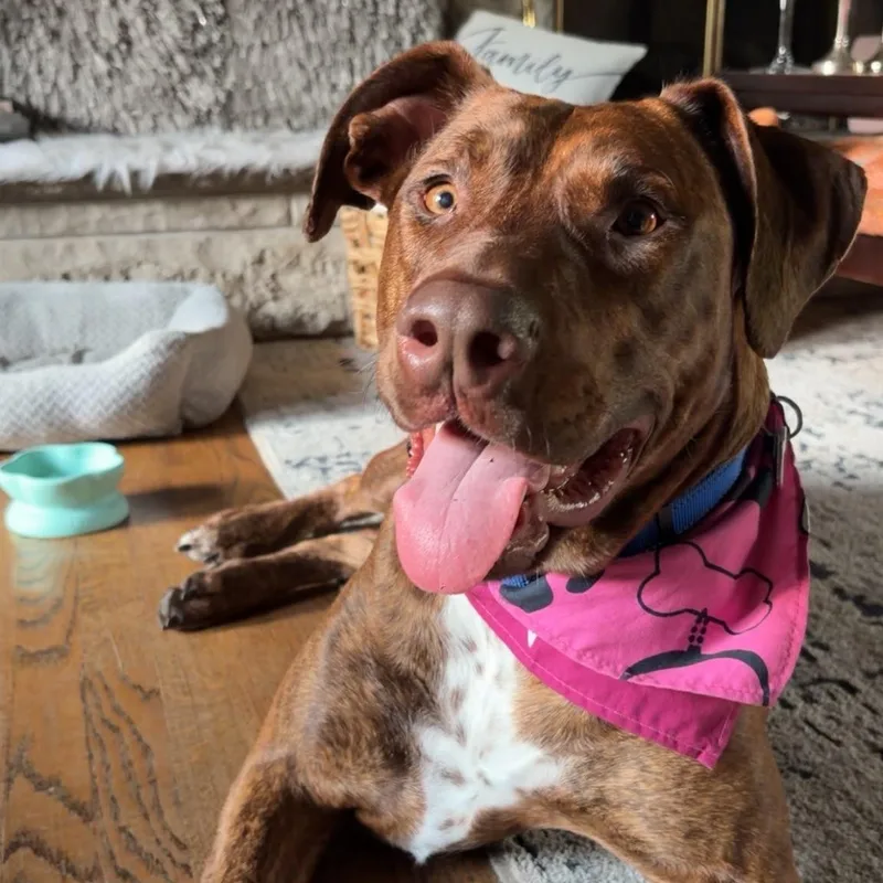A young large-sized female Labrador Retriever dog named Amber for adoption in Chicago, IL