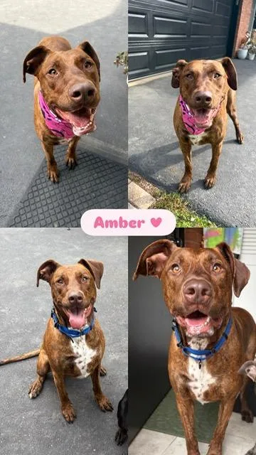 Amber thumbnail 4