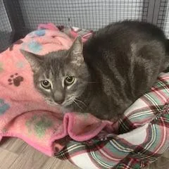 Sterling Luxe thumbnail 3