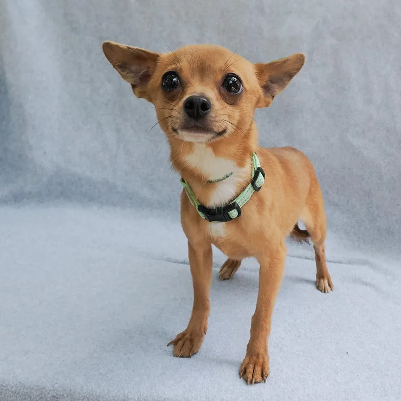 An adult small-sized male Yellow / Tan / Blond / Fawn Chihuahua dog named Stefan for adoption in Point Richmond, CA