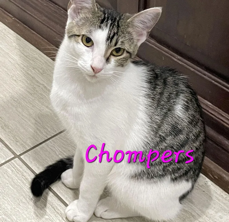 Chompers Morepurrslessdrama
