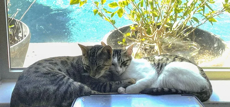 Chompers Morepurrslessdrama thumbnail 2