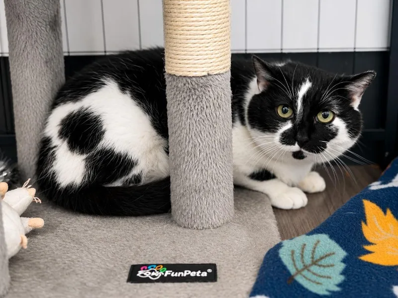 An adult medium-sized female Domestic Short Hair cat named Elsa for adoption in New Kensington, PA