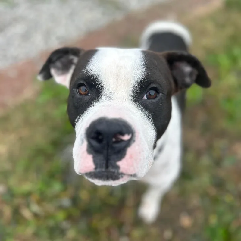 Pookiebutt thumbnail 3