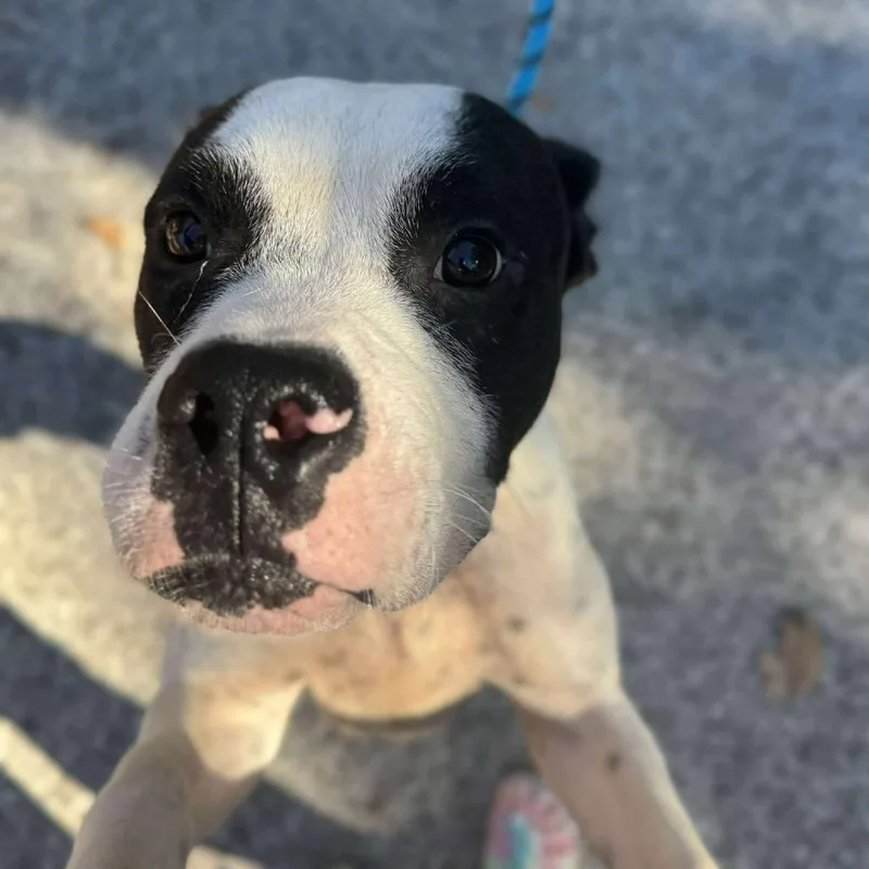 Pookiebutt thumbnail 4