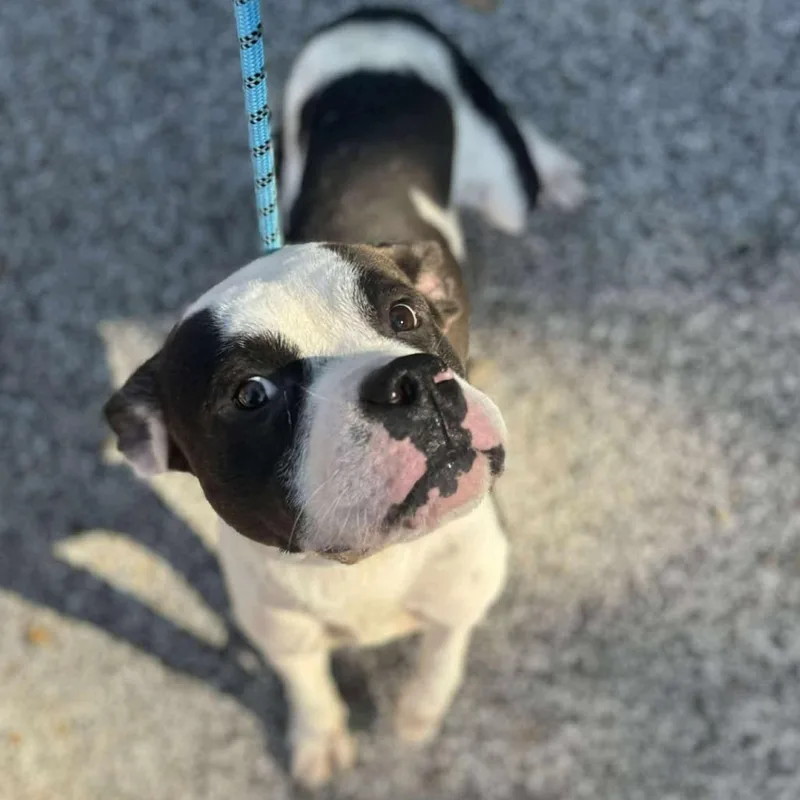 Pookiebutt thumbnail 5