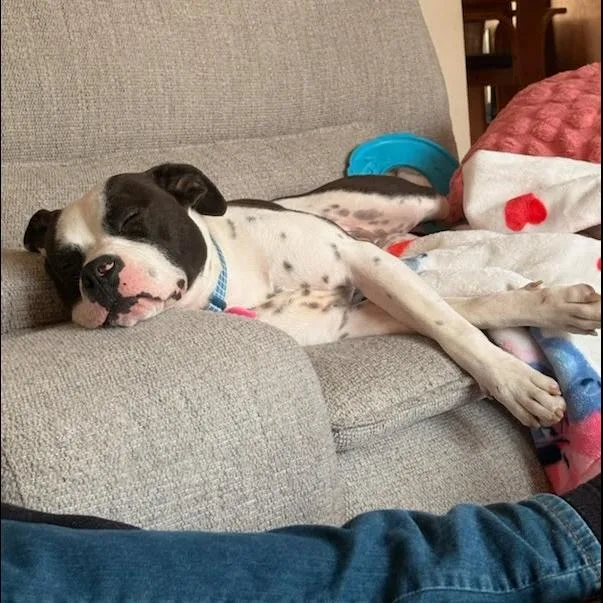 Pookiebutt thumbnail 6