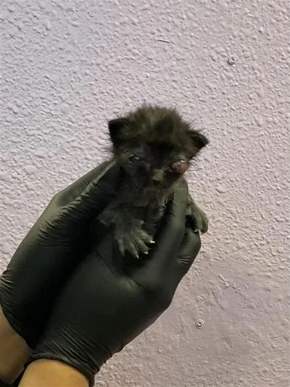 60870579 thumbnail 2