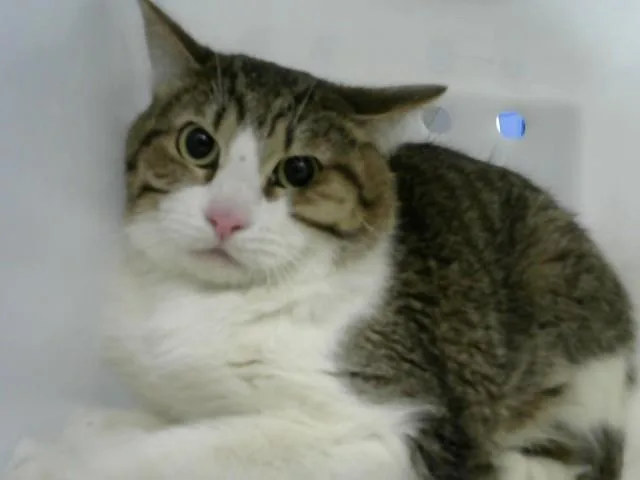 A young medium-sized male Domestic Short Hair cat named Water Melon for adoption in Albuquerque, NM