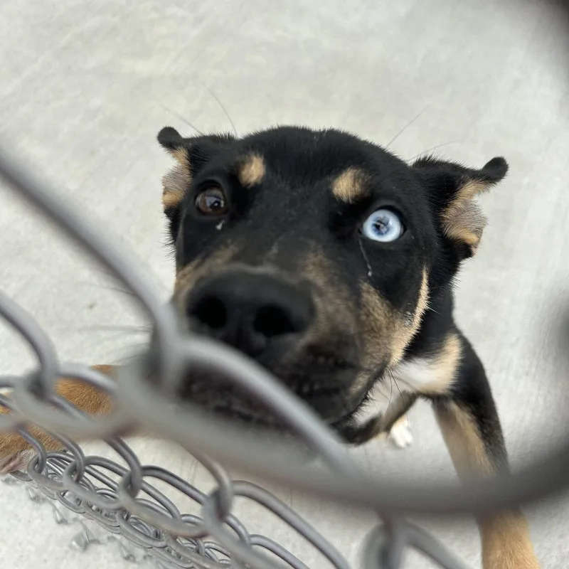 A young medium-sized male Black German Shepherd Dog dog named Alvin for adoption in Uniontown, PA