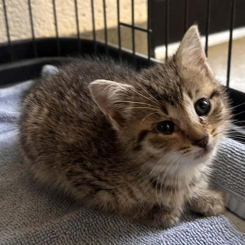 A baby small-sized female Brown / Chocolate Domestic Short Hair cat named Cherry Bonbon for adoption in Rocky Mount, VA