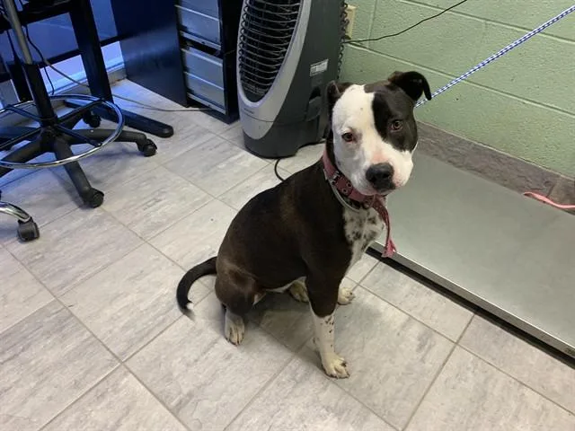 A young large-sized female American Staffordshire Terrier dog named Ellie Mae for adoption in Grand Prairie, TX