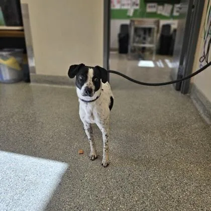 An adult small-sized male Terrier dog named Snoopy for adoption in Kansas City, MO
