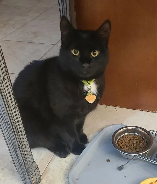 A young medium-sized female Domestic Short Hair cat named Katie for adoption in Staten Island, NY