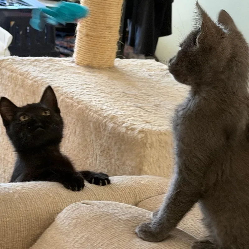 A baby small-sized female Black Domestic Short Hair cat named Jackie for adoption in Los Angeles, CA