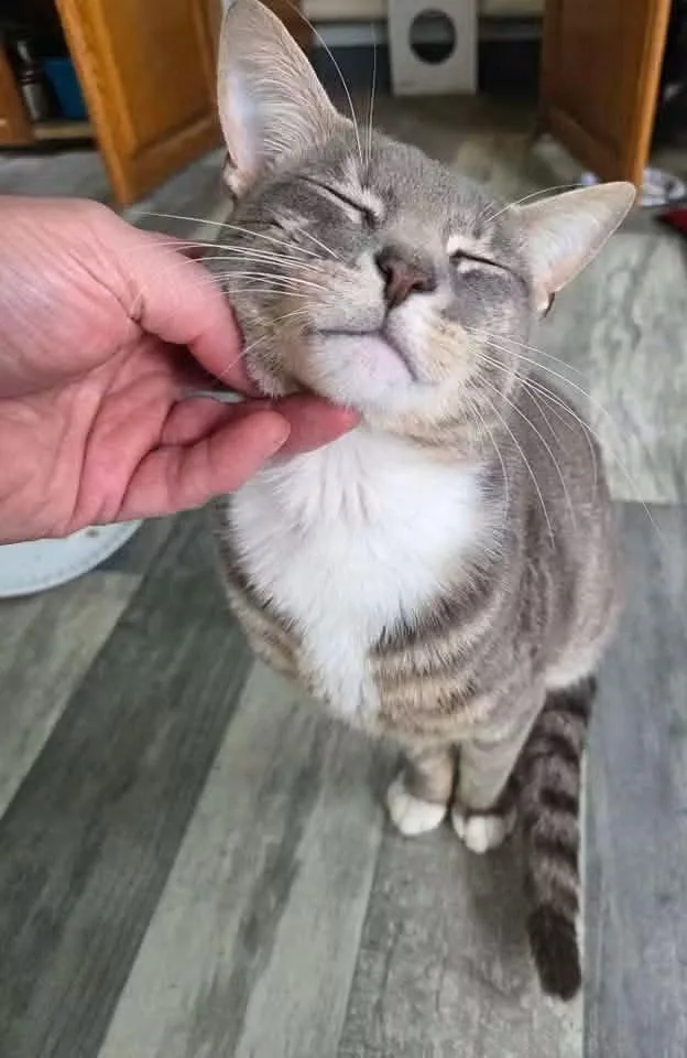 A young medium-sized male Domestic Short Hair cat named Herbie for adoption in Coatesville, PA