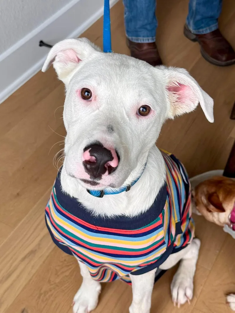 A young large-sized male Bulldog dog named Bo  Handsome  for adoption in Sugar Land, TX