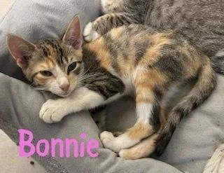 A baby small-sized female Domestic Short Hair cat named Bonnie for adoption in Ruskin, FL