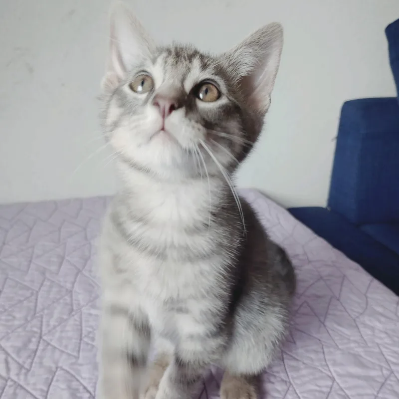 A baby medium-sized female Tabby cat named Dash for adoption in Pinole, CA